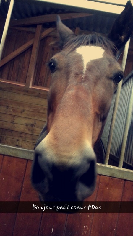 Das, petit cheval chez ma ma�tre de stage, un amour de b�b� capricieux comme pas 2 !
