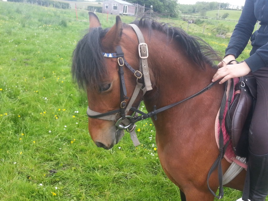 Tootsie, ponette qui m'�tait confi� pendant mon mois de stage en Irlande du Nord