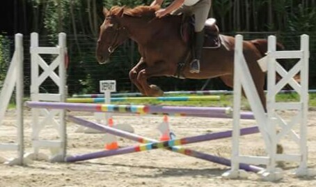 Jument 13ans selle fran�ais � vendre 