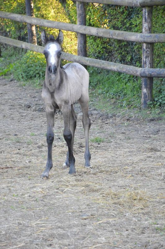 Bébés 2017 Steph59-49086a9d88c3cd69eb7d51459275b9d2