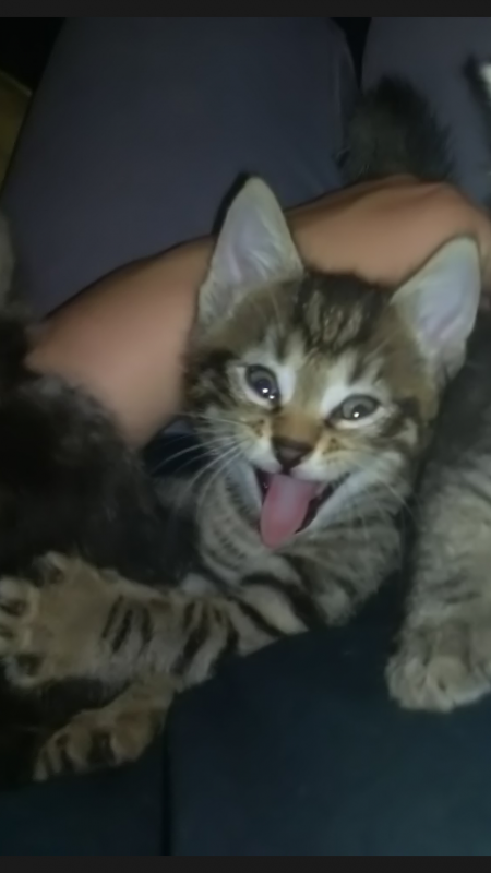 Nom Pour Mon Chaton