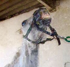 Ziva en pleine douche. 