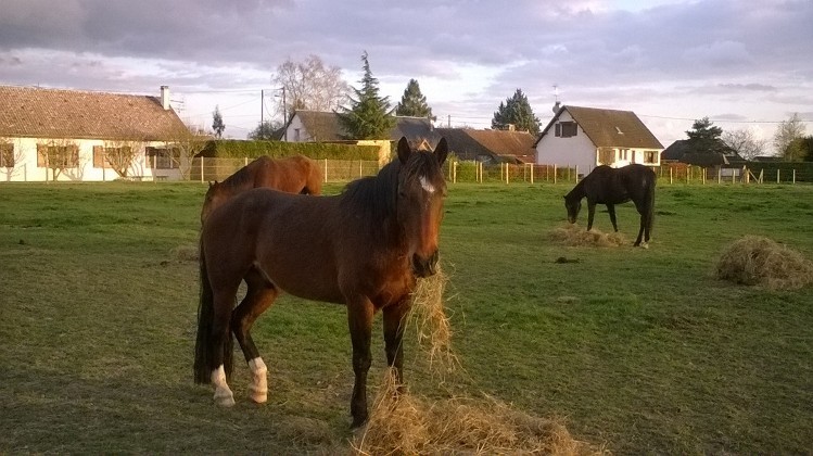 Mon moment favori, au pr� avec mon foin