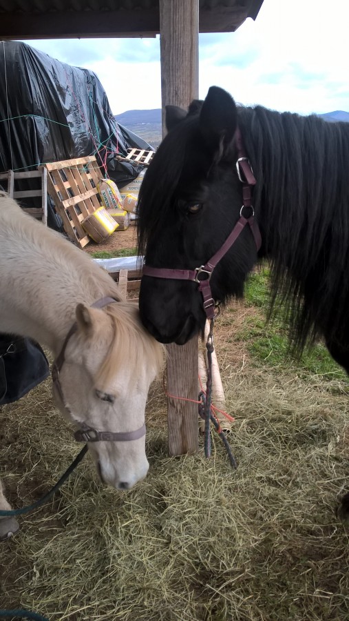 Madone la noire et Azur le gris sont deux adorables loulous que j'aime beaucoup aussi.