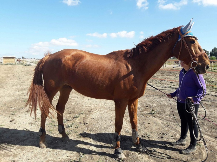 je viens de perdre une bataille ma moitier. Cela a ete un combat de 3ans avec du bonheur des angoisses et finalement la maladie l\'a emport.  Il s\'est eteind dans son paddock me laissant orpheline . Ses 2 copains le cherche encore mais voila il n\'est p