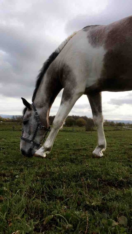 Petit cheval profite du paddock.. 