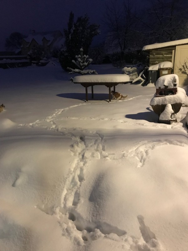 Maestro dans la neige fevrier 2018