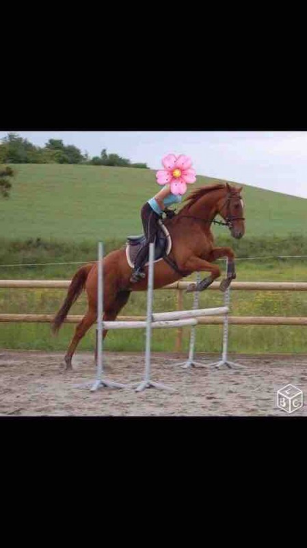 Owando cherche demi pension 