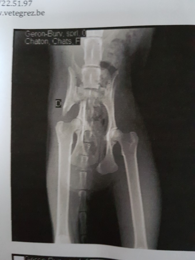 Fracture Du Bassin Chez Le Chat