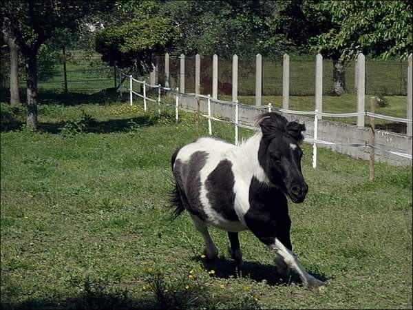 Pompon au galop