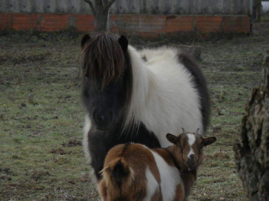 Pompon et sa copine