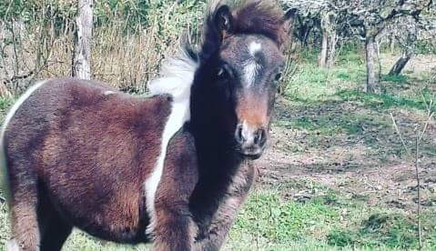 vent poulain de 2 ans 