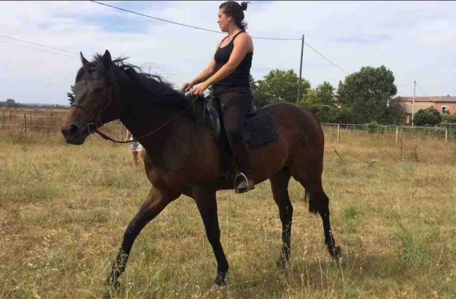 Pur sang reforme des course 4 ans a vendre 