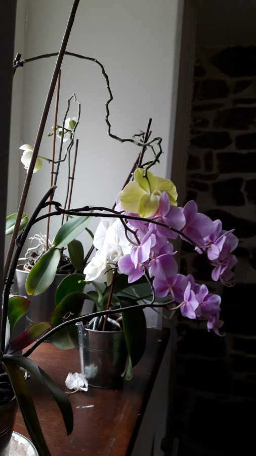 Orchidée feuilles jaunissent et tombent