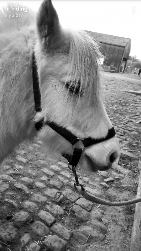 voici mon poney il sappelle vainqueur il vit au pre mais jaimerais le faire maigrir un peut .que me conseiller vous??