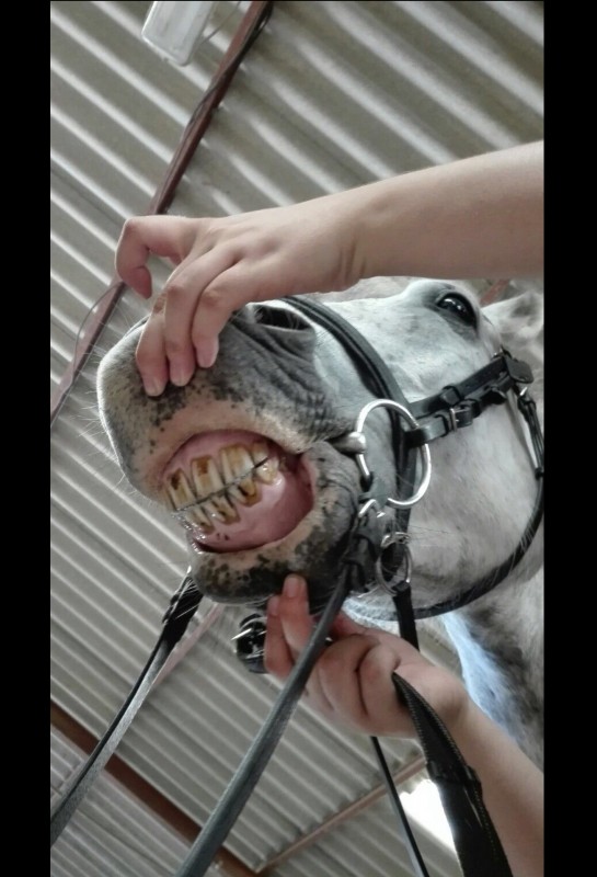 Dentition Ok