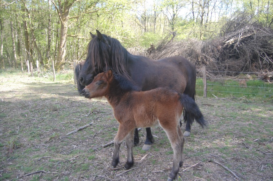 Havane et Ondine