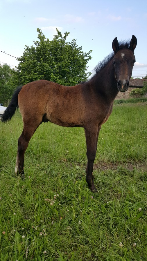 cheval qui essaye de mordre Zéphyr a 5 ans c’est un cheval qui sait très bien ce les oreilles et fait mine de la mordre,la seul petit default c est qu il essaye de. cheval qui essaye de mordre Zéphyr a 5 ans c’est un cheval qui sait très bien ce les oreilles et fait mine de la mordre,la seul petit default c est qu il essaye de.
