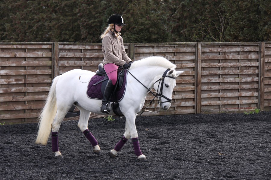 recherche mon poney que jai vendu a contre coeur il y a 7 ans et plus de nouvelles depuis 5 ans. j\'aimerai voir si quelqu\' un la reconnais je suis de Belgique a charleroi 