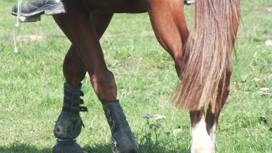 Juste les jambes, je tenais l'appareil sur mon ventre, et j'ai pris la photo sans regarder.