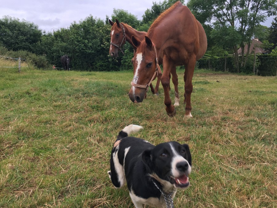 dom ( derrire ) et son compagnon de champs Franc ainsi que ma chienne Shira oshi 