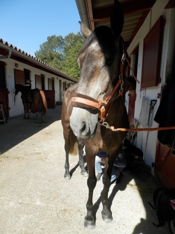 Biarrizt FRANCE, premier concours de dorn avec ma coach ! class 3eme mon bb !! Dressage 