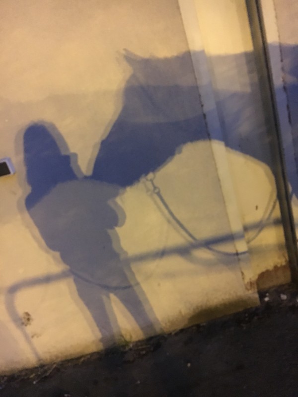 Nuit,petit adorzbke cheval