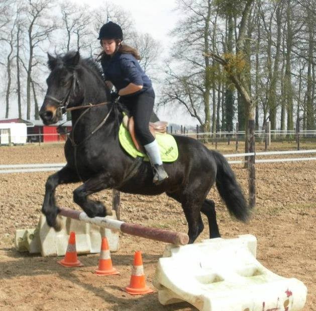 Ce gros loulou est un poil fl�mard au saut, mais lorsqu'il saute en lib�rt� c'est tout autre chose !