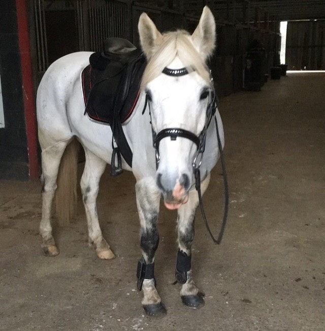 Le poney de mon club qui est partie ....il me manque trop 