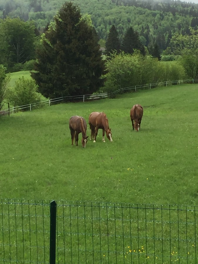 Les loulous des parcs