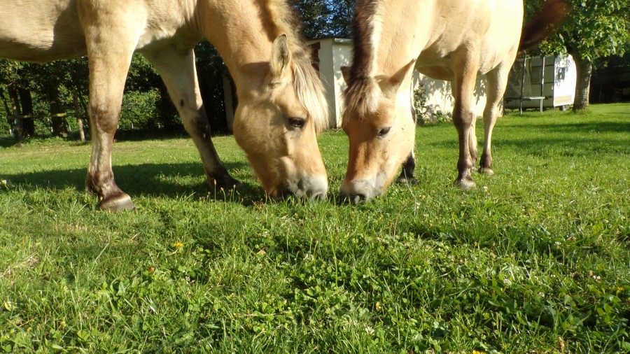 mes 2 magnifique fjord 