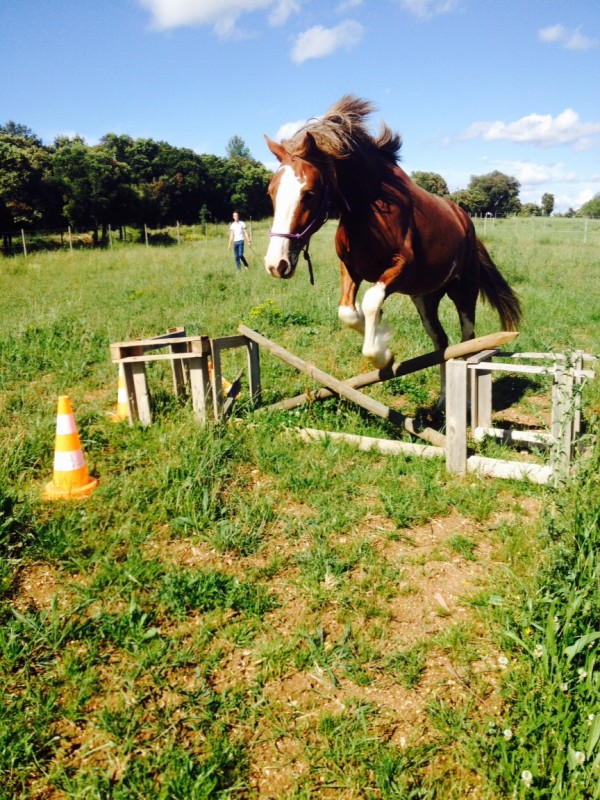 Le pre ( welshcob)