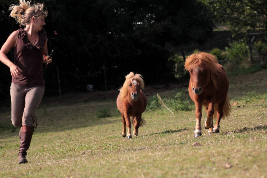 Relation homme-cheval