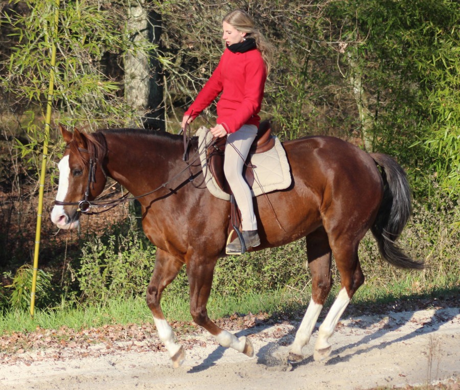 Education jeunes chevaux