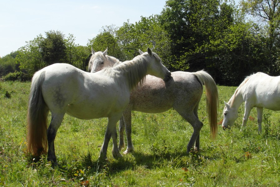 tu me grattes , je te gratte , on se gratte