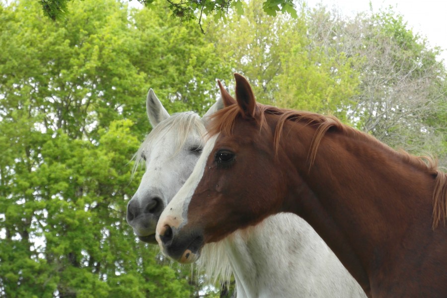 le bisou, le bisou !