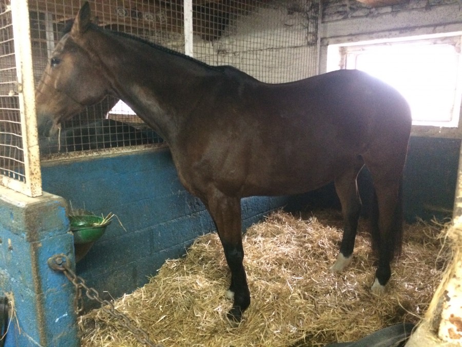 Conseils pour saillie jument sf