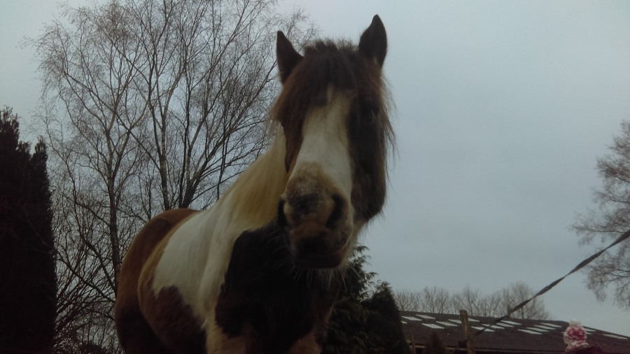 Joli Crapule Boy ne m\'appartient pas mais � mon club un un Irish Cob de 10 ans il y a avait 3 semaine, dans son box il a  voulait jou�es que doit-je faire