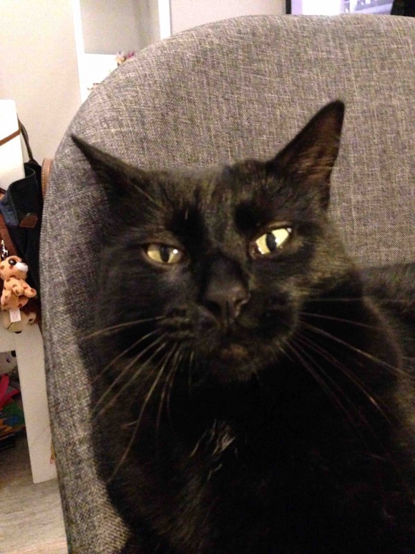 Mon chat filou