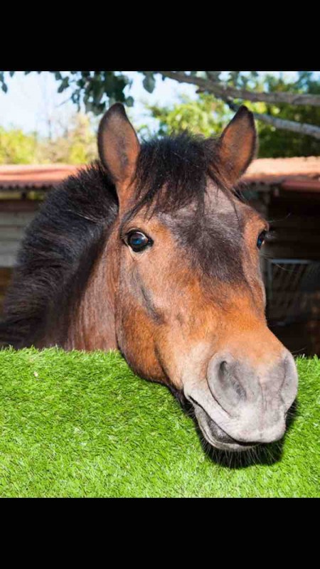 Bonjour je cherche un poney de tyPE C 
Je possede le galop 4 
je monte depuis 6 ans
Situe dans les allantour du 62 ( pas de calais ) 
Si vous avez trouver venaias en mp ?