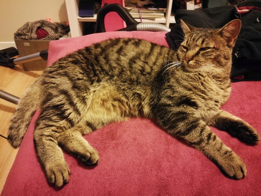 Chat Perdu Communication Animale