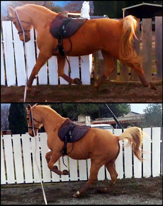 La belle Nadji, laisser son cheval s'exprimer s'il en a envie avant le travail