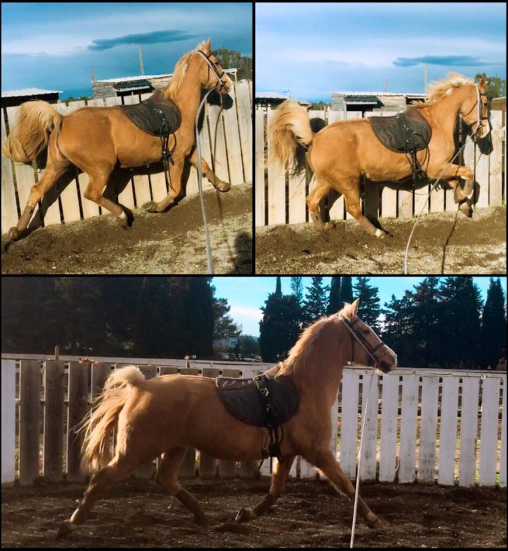 La belle Nadji, laisser son cheval s'exprimer s'il en a envie avant le travail