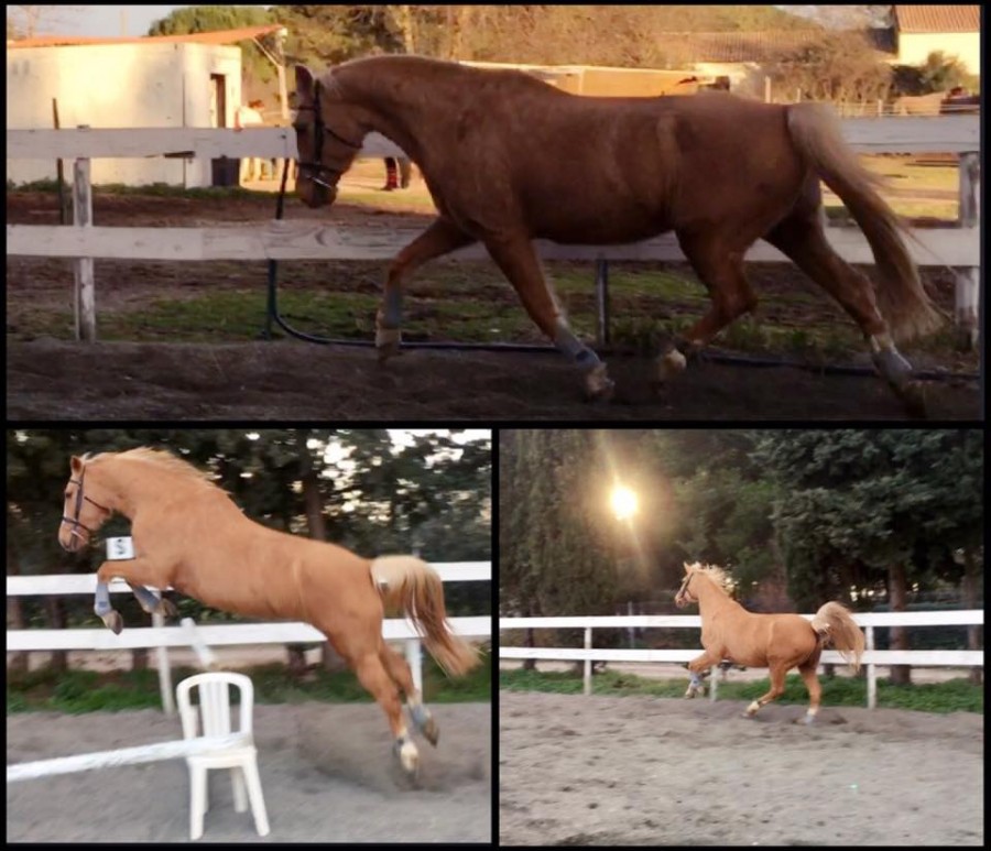 Nadji, saut en libert� avec les moyens du bord 