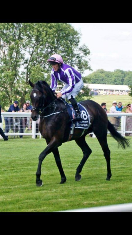jockey 