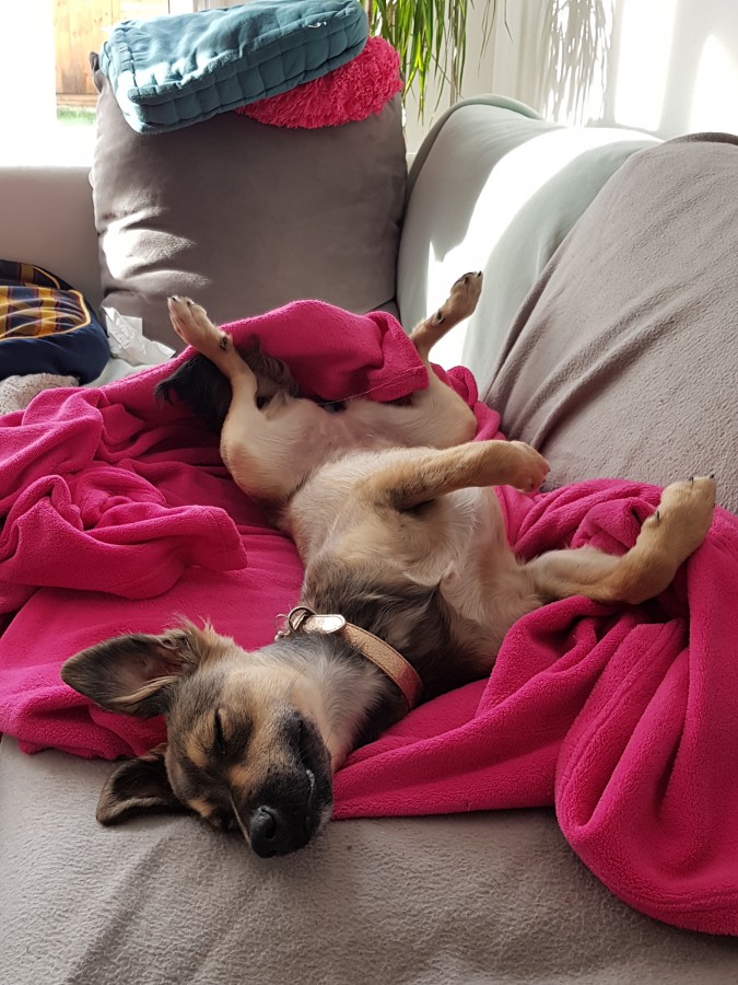 Onyx, petite créole en métropole