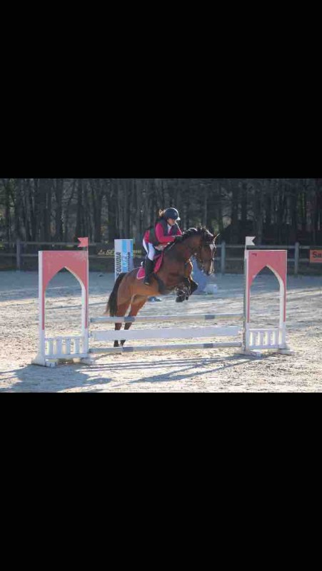 Hey suite a mon inscription et une demande de presentation ->
Donc je m\'appelle anaelle je suis titulaire de mon galop 5depuis 2015 
J\'ai passer le 6 en 2016 mais en etant partie en extreme mauvais terme avec mon encien xlub il ne sera jamais valider pa