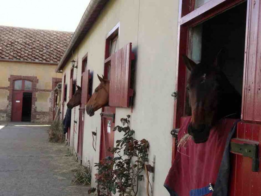 Bonjour,
Nous cherchons tous types de chevaux � d�bourer,valoris�, commercialis� ou m�me faire de la remise au travail voir m�me faire des soins � des chevaux bless�s. Situ�e en haute Normandie.
Numero 0616715761
