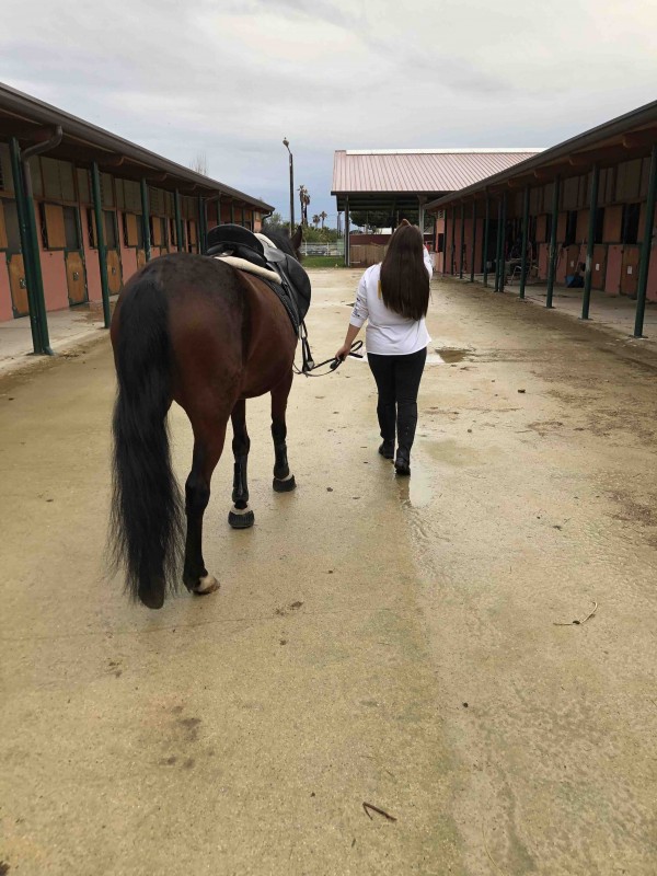 Bonjour je recherche un cheval a prendre en demi pension sur nice si vous etes interesse vener en prive merci 