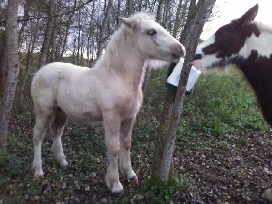 cheval porteur
